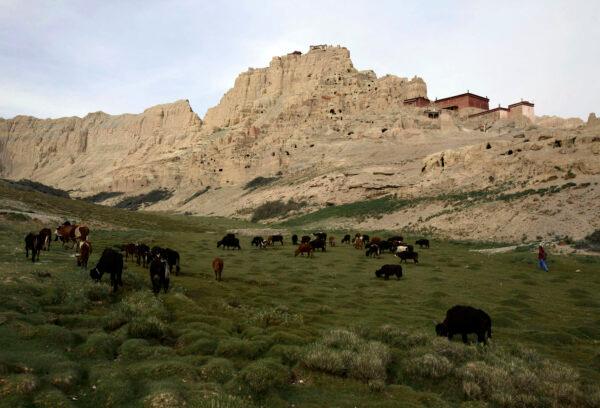 A nomad herds yaks near the ruins of the Guge Dynasty, at the Clay Forest in Ngari Area, located along the Elephant Spring River on June 13, 2007, in Zhada County of Tibet Autonomous Region, China. (China Photos/Getty Images)