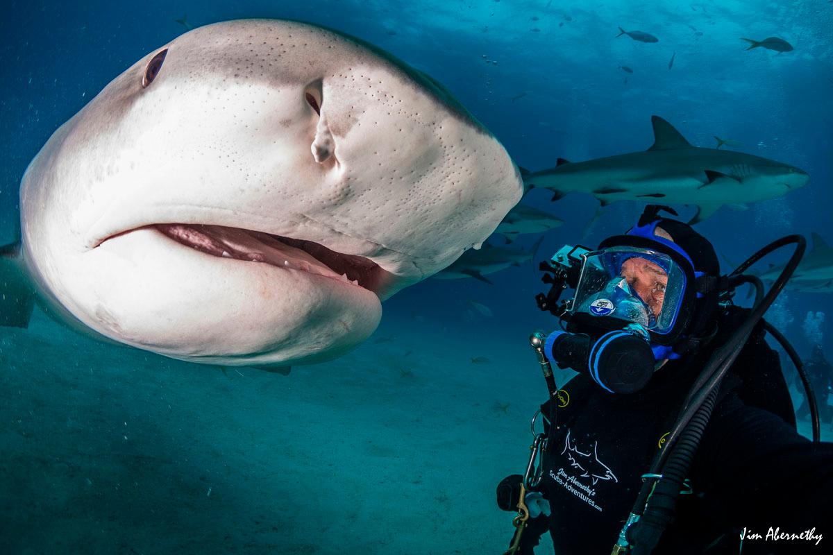 A close-up encounter between Jim Abernethy and Emma the 15-foot tiger shark in the Bahamas. (Courtesy of <a href="https://www.facebook.com/profile.php?id=100044412130315">Jim Abernethy</a>)