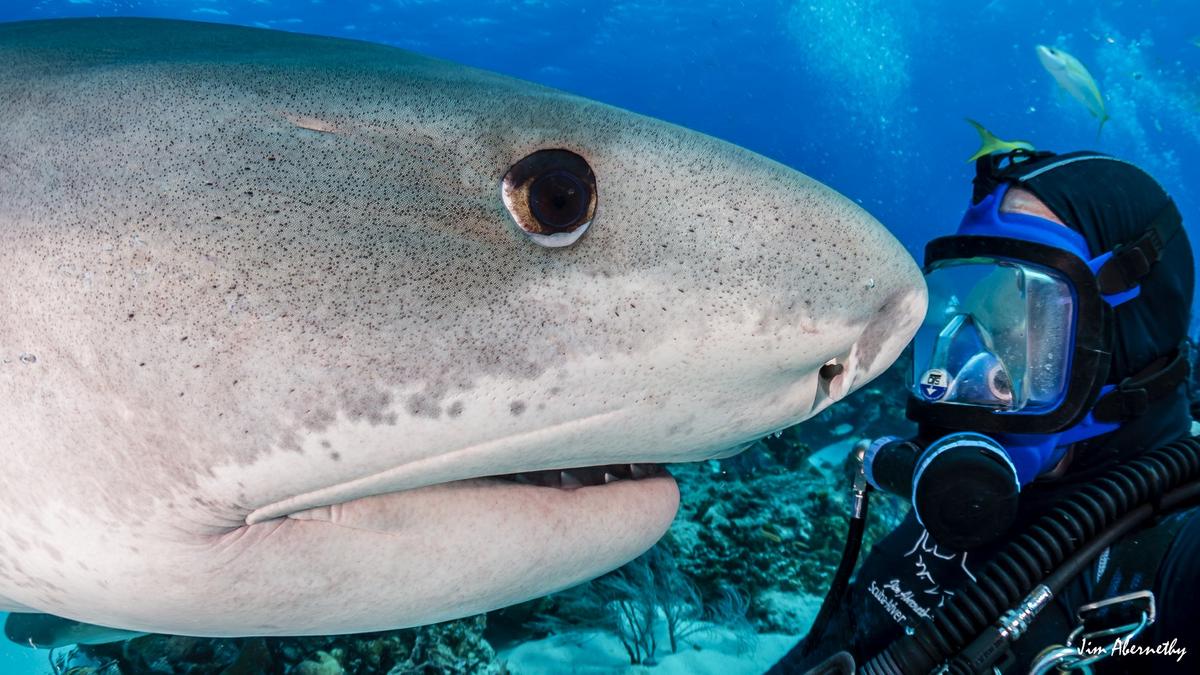 Jim takes a selfie with the 15-foot-long tiger shark. (Courtesy of <a href="https://www.facebook.com/profile.php?id=100044412130315">Jim Abernethy</a>)