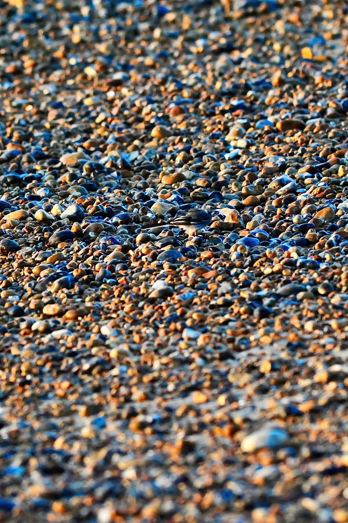 A stealthy bird camouflages on a pebble beach. (Courtesy of Caters News)