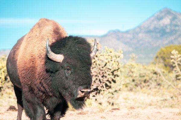At one time, 60 million bison freely roamed the Great Bison Belt of North America. (Courtesy of Beck & Bulow)