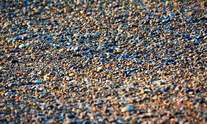 Can You Spot the Bird Camouflaged in This Pebble Beach Scene (And Identify What Species It Is)?