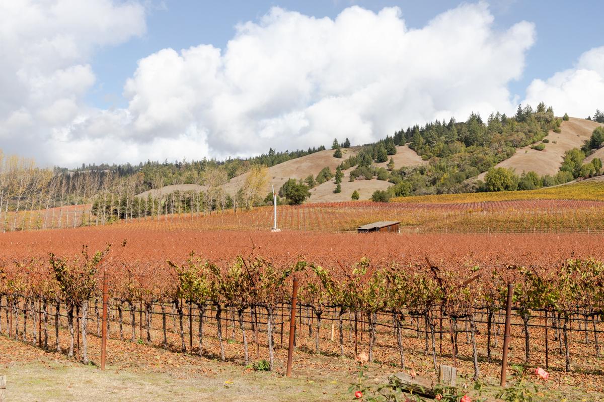The vineyards of Navarro Vineyards & Winery in Philo at the heart of the Anderson Valley. (Dennis Lennox)