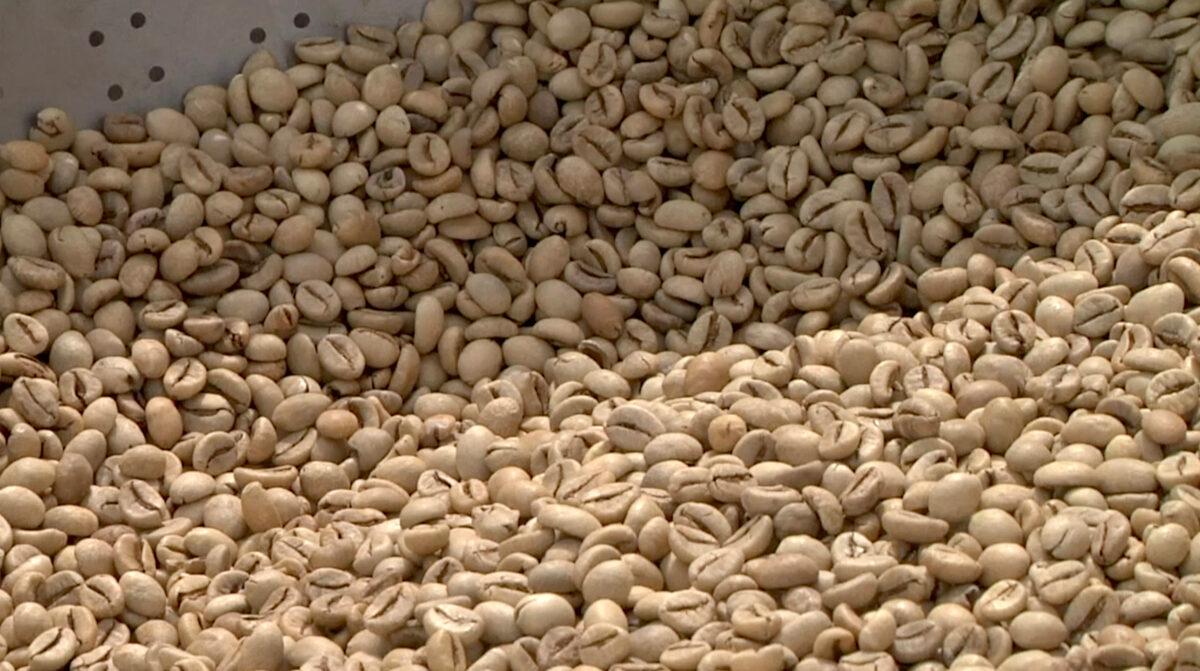 White coffee beans inside an aluminium basket at a PuroSole coffee roasting solar plant in Rome, in a still from video taken on Oct. 13, 2021. (AP/Screenshot via The Epoch Times)