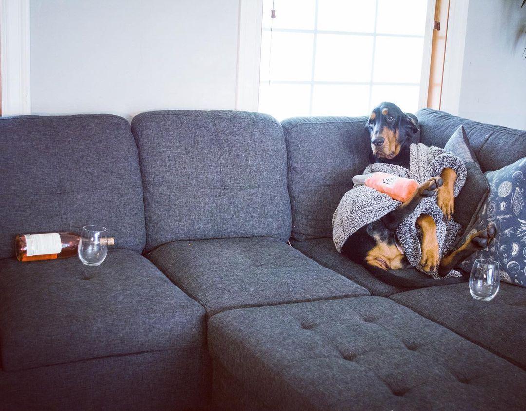 (Courtesy of <a href="https://www.instagram.com/toodaloo.coonhounds/">Tod & Lou & Bubba & Sam</a>)