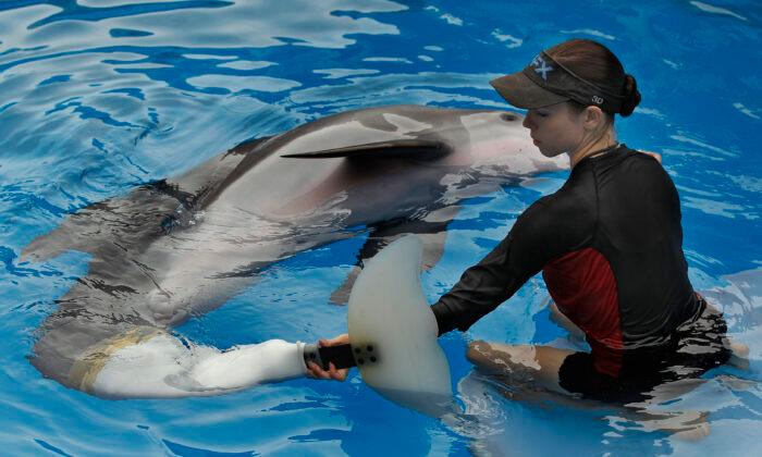 Beloved ‘Dolphin Tale’ Star Winter Dies at Florida Aquarium