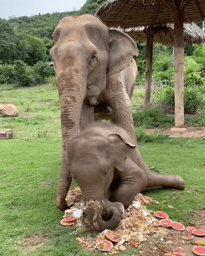(Courtesy of <a href="https://samuielephanthaven.org/">Samui Elephant Haven</a>)