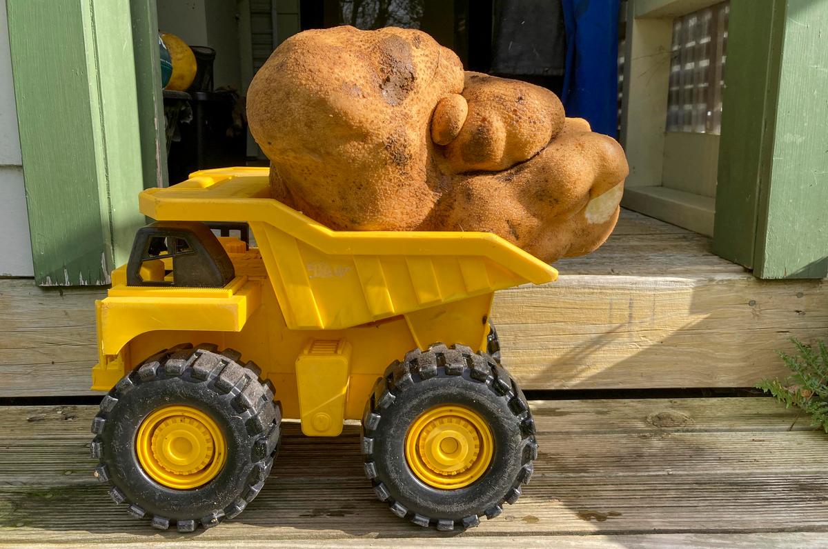 The large potato sits on a toy dump truck at Donna and Colin Craig-Brown's home on Aug. 30. (Donna Craig-Brown via AP)