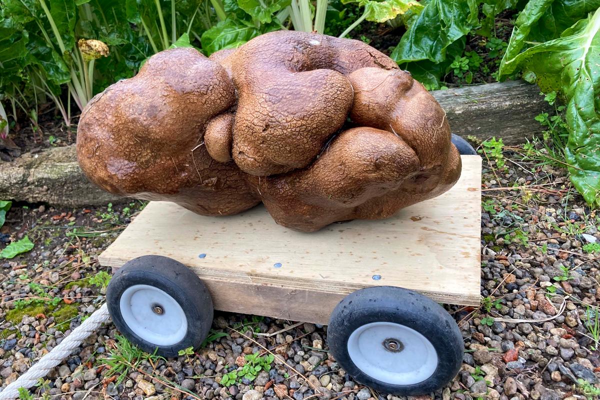 The huge potato is displayed on a special trolley Colin built especially for towing it around in the couple's garden Wednesday, Nov 3. (Donna Craig-Brown via AP)