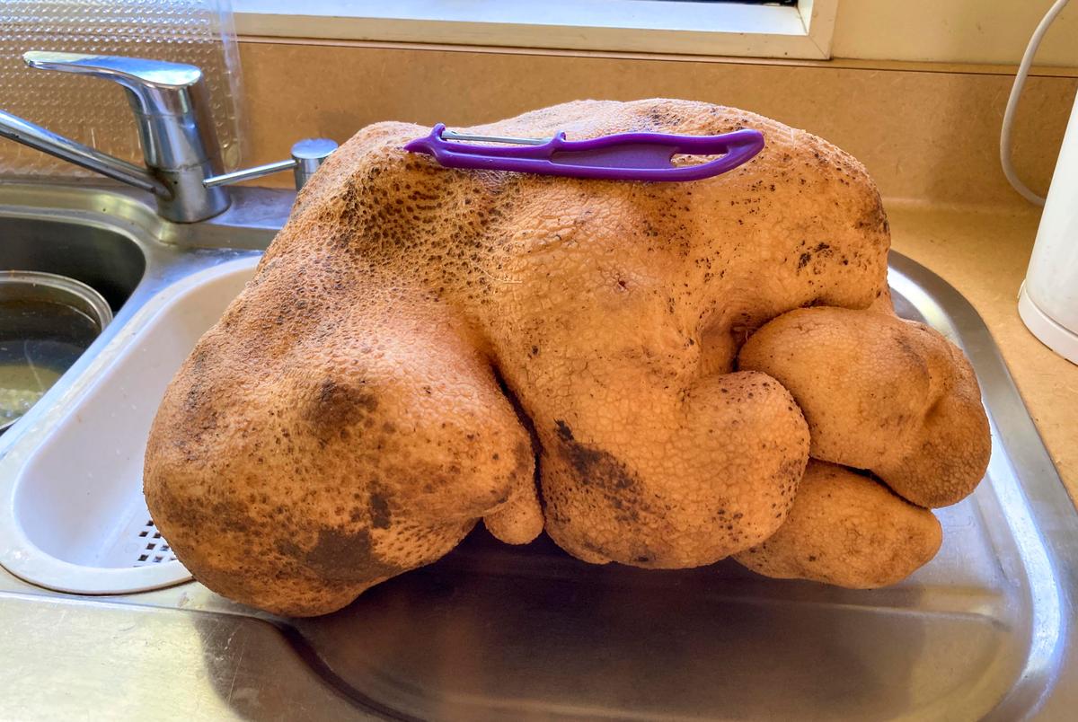 A large potato sits on kitchen counter at Donna and Colin Craig-Brown's home on Aug. 30. (Donna Craig-Brown via AP)