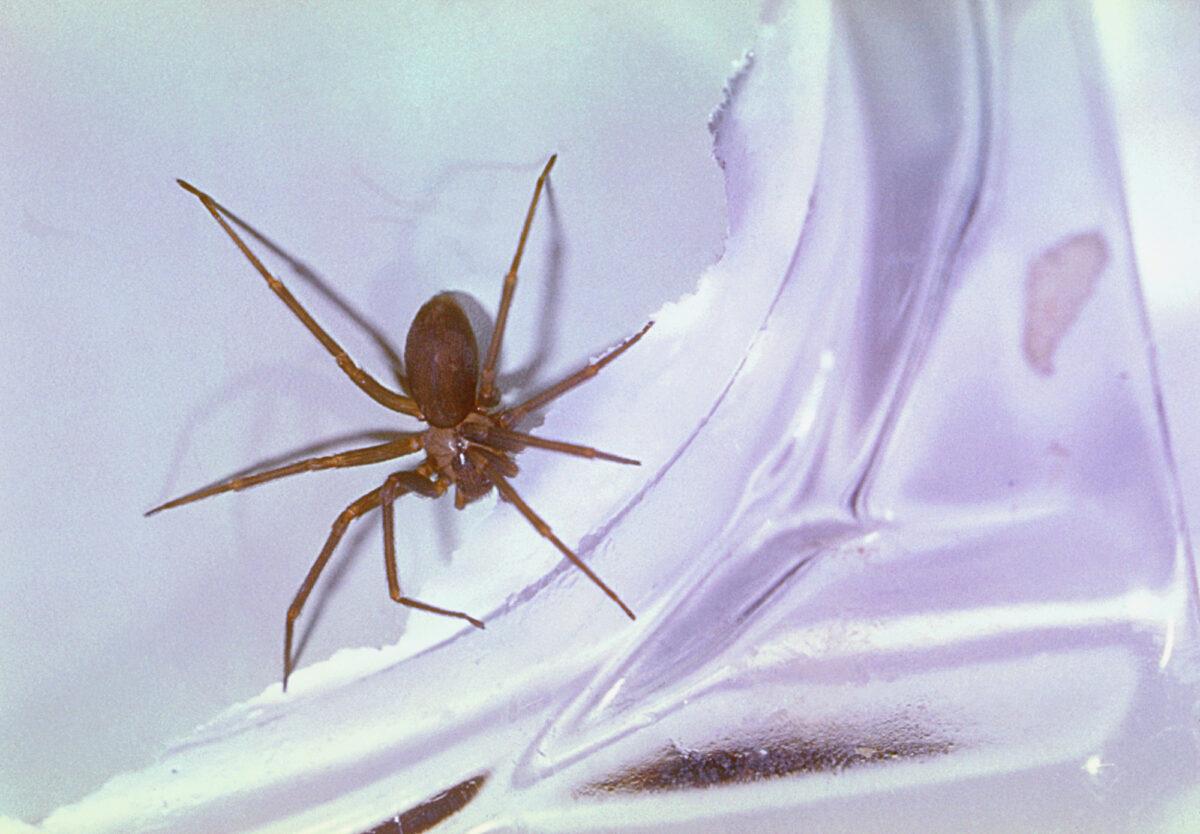 The Brown Recluse spider, Loxosceles reclusa, one of three venomous spiders to North America (Harold G. Scott/CDC/Public Health Image Library)