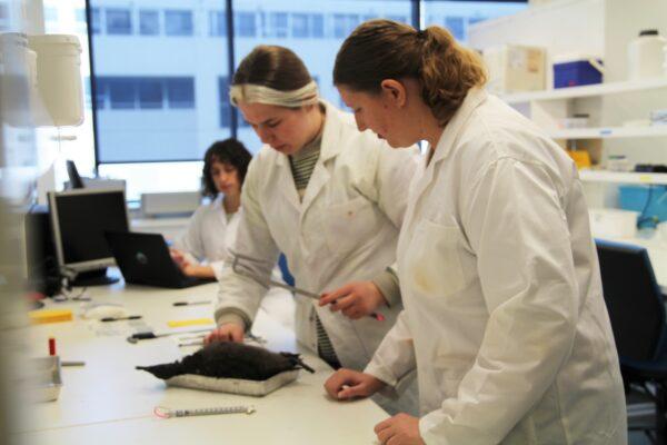 Short-tailed Shearwater dissections at the Institute for Marine and Antarctic Studies. (Jennifer Lavers)