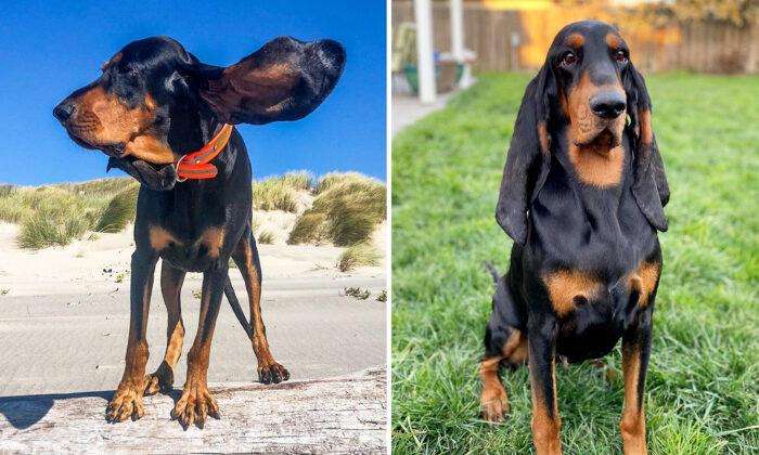 Floppy-Eared Coonhound Breaks Guinness World Record for Longest Ears on a Dog