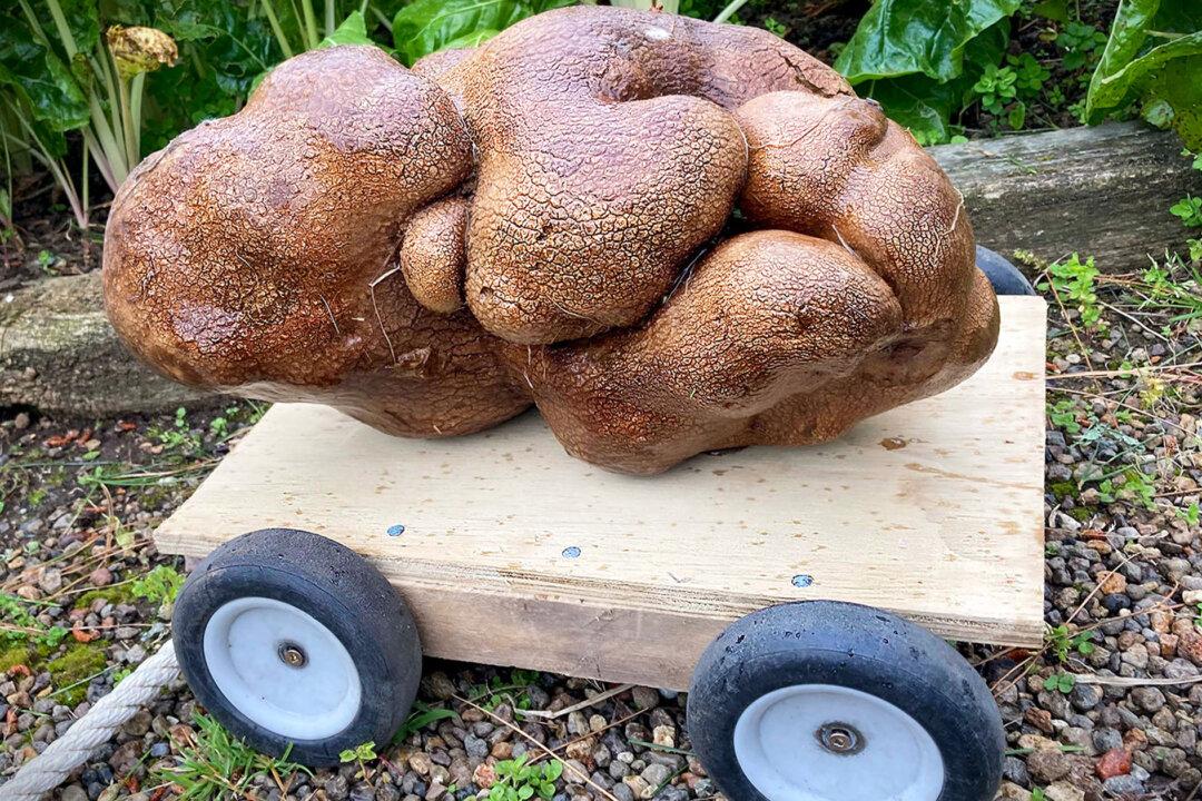 New Zealand Couple Unearth ‘Ugly’ 17-Pound Potato—That Could Be the World’s Largest