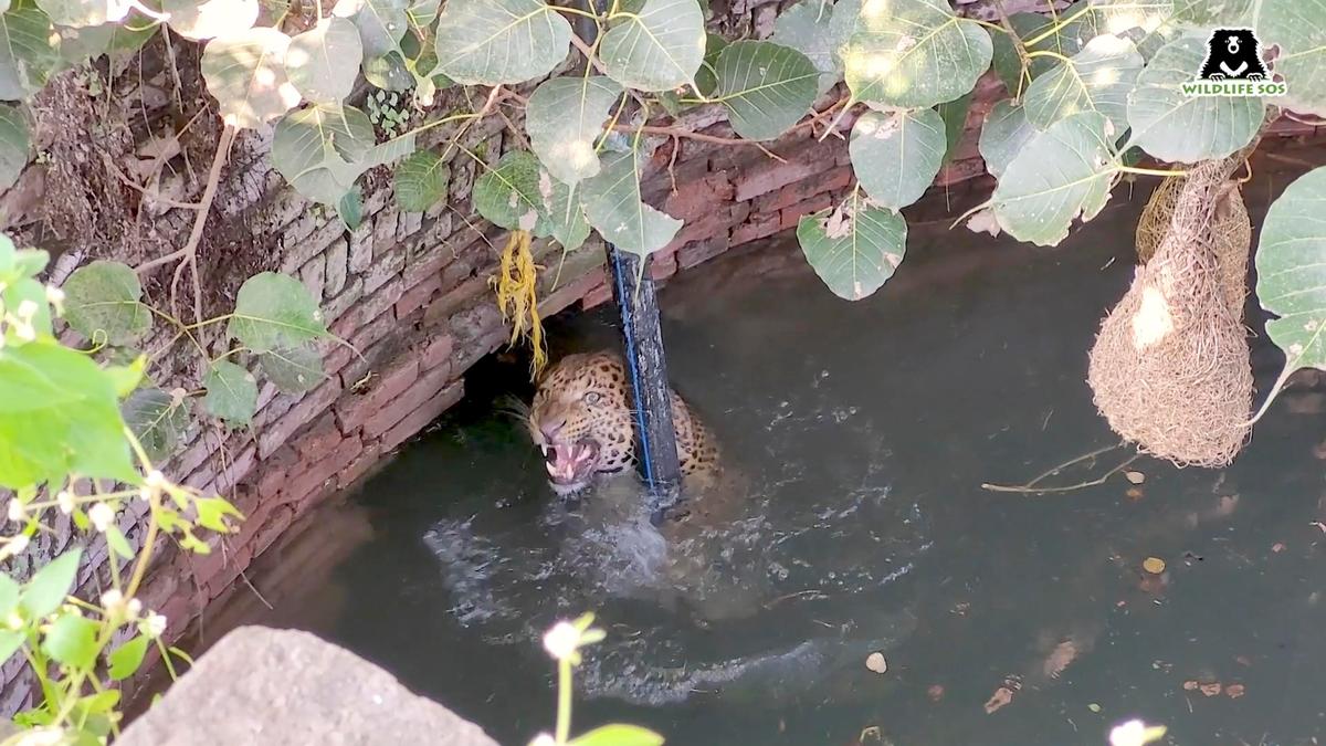 The adult leopard drowning in the well. (Courtesy of Caters News)