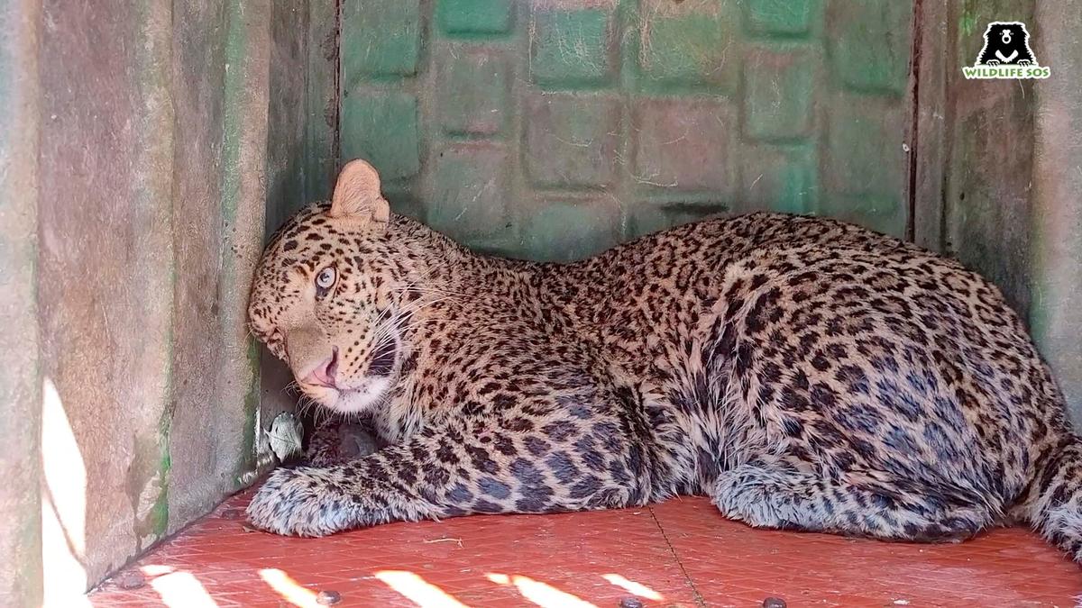 The Leopard safely rescued from the well. (Courtesy of Caters News)