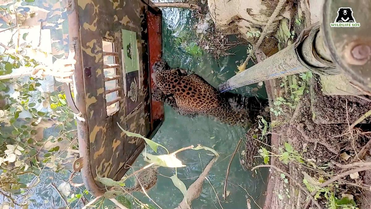 The Leopard climbing in the trap to safety. (Courtesy of Caters News)