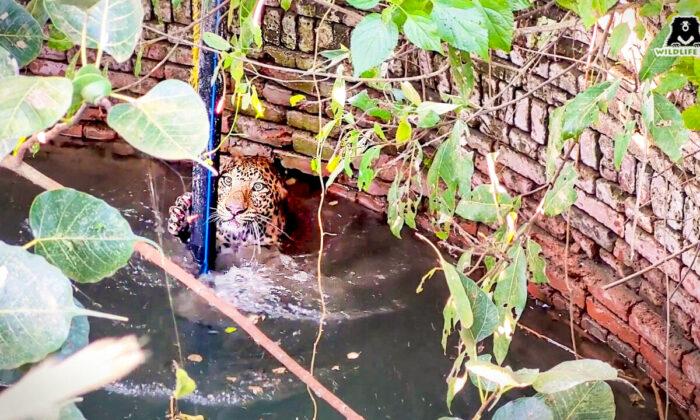Farmer Finds Fallen Leopard Drowning in Deep Well in India—Until Trap Lowered to Save Him