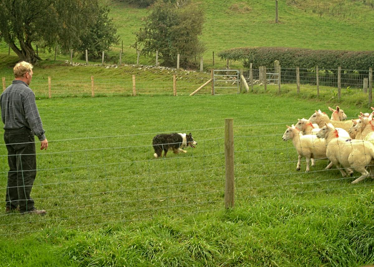 Sheep are almost everywhere you look in the Welsh countryside. (Copyright Fred J. Eckert)