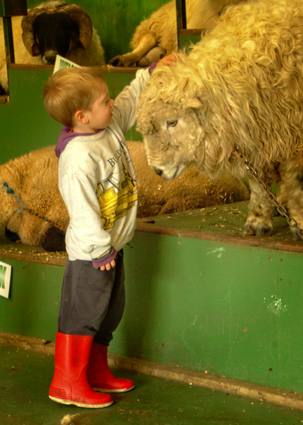 A young boy checks out a sheep up-close at Ewe-Phoria, a popular Welsh tourist attraction where visitors can learn about different types of sheep and watch demonstrations of sheepdog skills. (Copyright Fred J. Eckert)