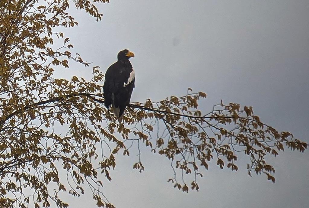 Rare Eagle Sighting in Atlantic Canada Like Palm Tree in the Tundra, Expert Says
