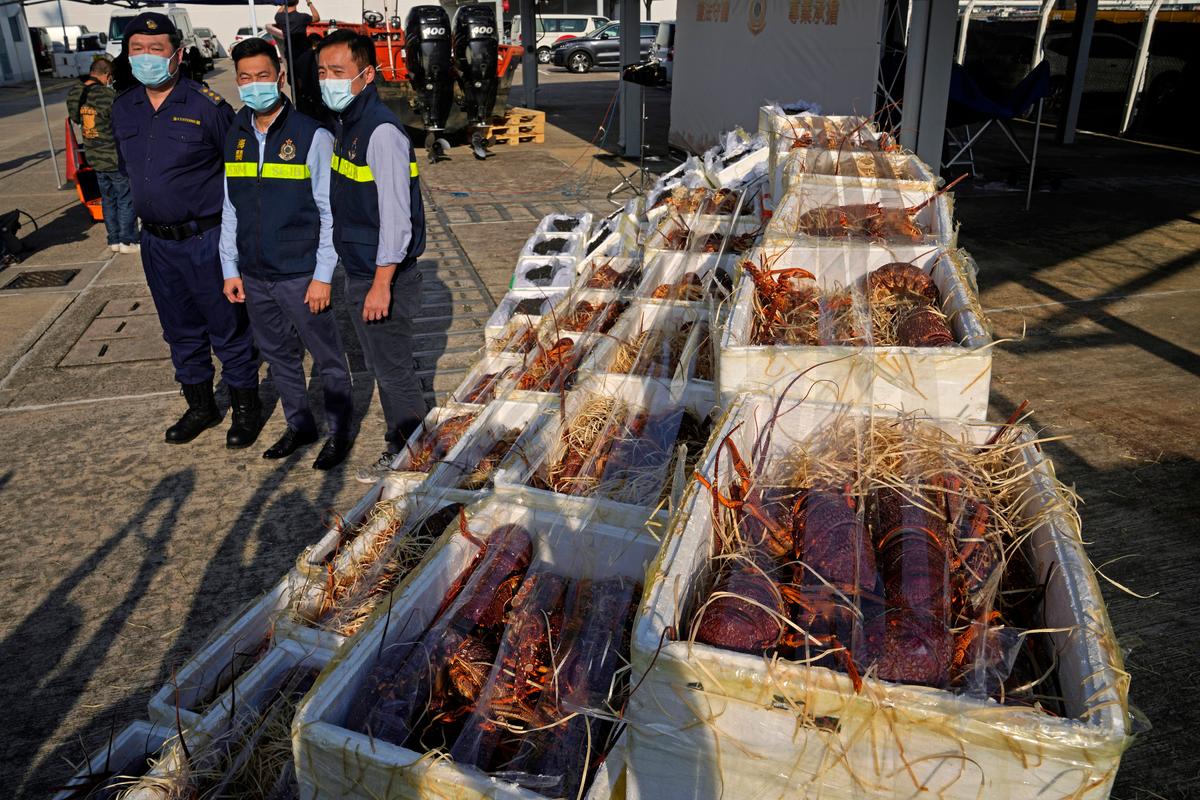 Hong Kong Customs Seize Smuggled Lobsters Amid Australia Ban