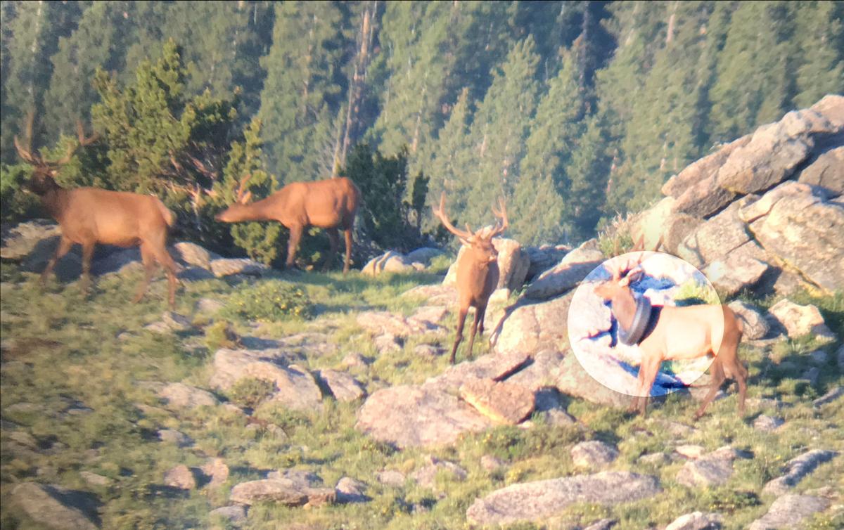 The first sighting of the bull with the tire around his neck captured by Wildlife Officer Jared Lamb in July 2019 during a survey for bighorn sheep and mountain goats. (Courtesy of Jared Lamb/<a href="https://cpw.state.co.us/aboutus/Pages/News-Release-Details.aspx?NewsID=7971">Colorado Parks and Wildlife</a>)