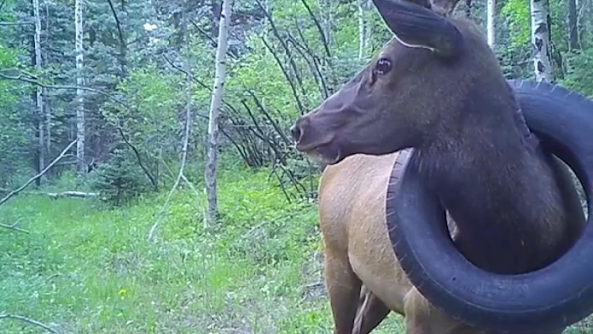 A trail camera sighted the elk on July 12, 2020. (Courtesy of <a href="https://cpw.state.co.us/aboutus/Pages/News-Release-Details.aspx?NewsID=7971">Dan Jaynes via Colorado Parks and Wildlife</a>)