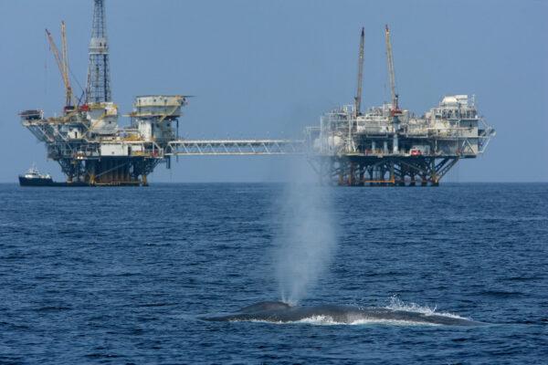 A rare blue whale surfaces 11 miles off Long Beach Harbor in the Catalina Channel, Calif., near offshore oil rigs. (David McNew/Getty Images)