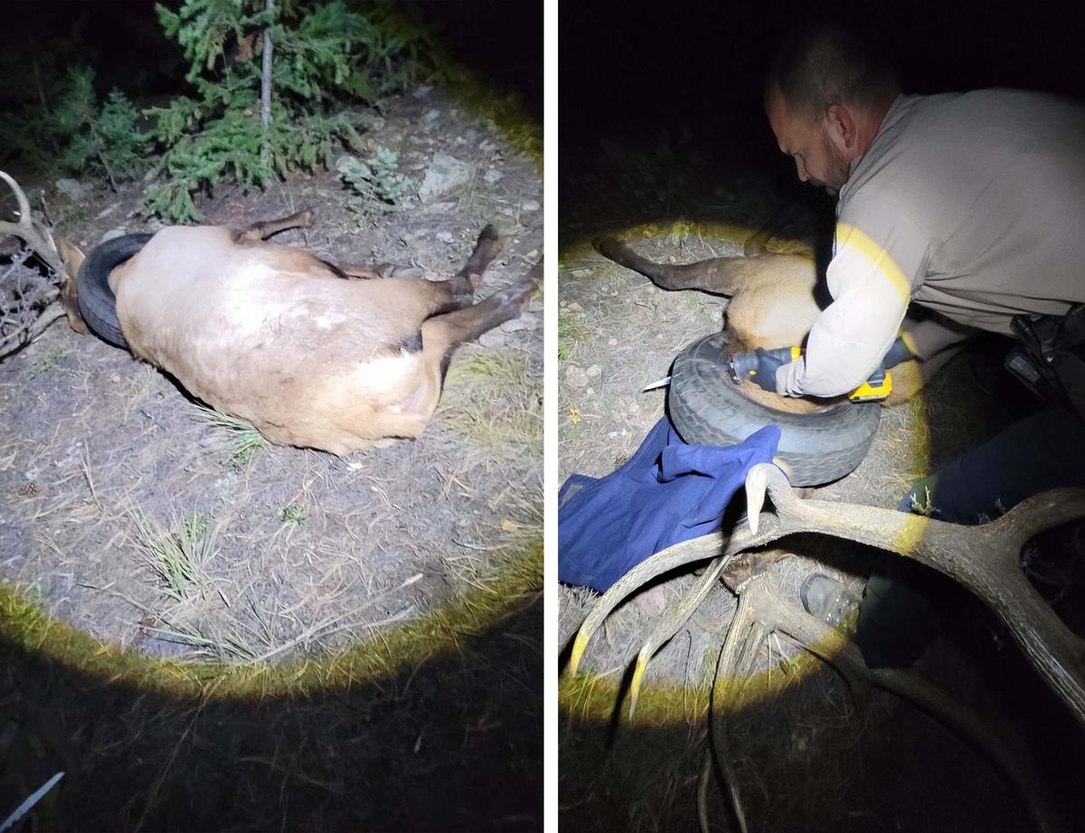 (Left) Locating the bull elk after darting it with the tranquilizer. (Courtesy of Pat Hemstreet via <a href="https://cpw.state.co.us/aboutus/Pages/News-Release-Details.aspx?NewsID=7971">Colorado Parks and Wildlife</a>); (Right) Wildlife officer Dawson Swanson attempting to cut the tire off. (Courtesy of Pat Hemstreet via <a href="https://cpw.state.co.us/aboutus/Pages/News-Release-Details.aspx?NewsID=7971">Colorado Parks and Wildlife</a>)