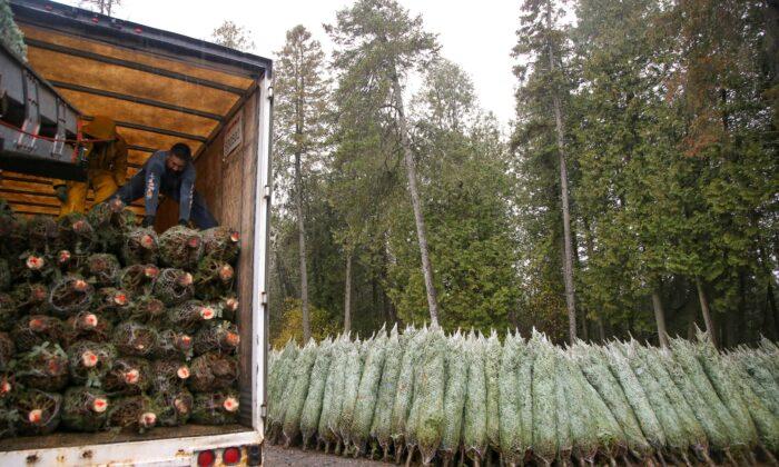 Why Canada’s Floods Could Make Your Christmas Tree Cost More