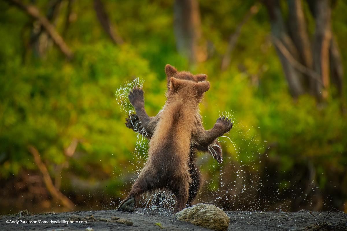 "Let's dance" by Andy Parkinson. Two Kamchatka bear cubs square up for a celebratory play fight, having successfully navigated a raging torrent (small stream!). (Courtesy of Andy Parkinson/<a href="https://www.facebook.com/comedywildlifephotoawards">Comedy Wildlife PhotographyAwards 2021</a>)