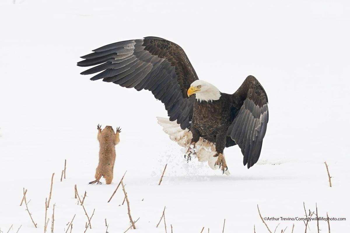 "Ninja Prairie Dog!" by Arthur Trevino. When this bald eagle missed on its attempt to grab this prairie dog, the prairie dog jumped toward the eagle and startled it long enough to escape to a nearby burrow. It's a real David vs Goliath story! (Courtesy of Arthur Trevino/<a href="https://www.facebook.com/comedywildlifephotoawards">Comedy Wildlife PhotographyAwards 2021</a>)