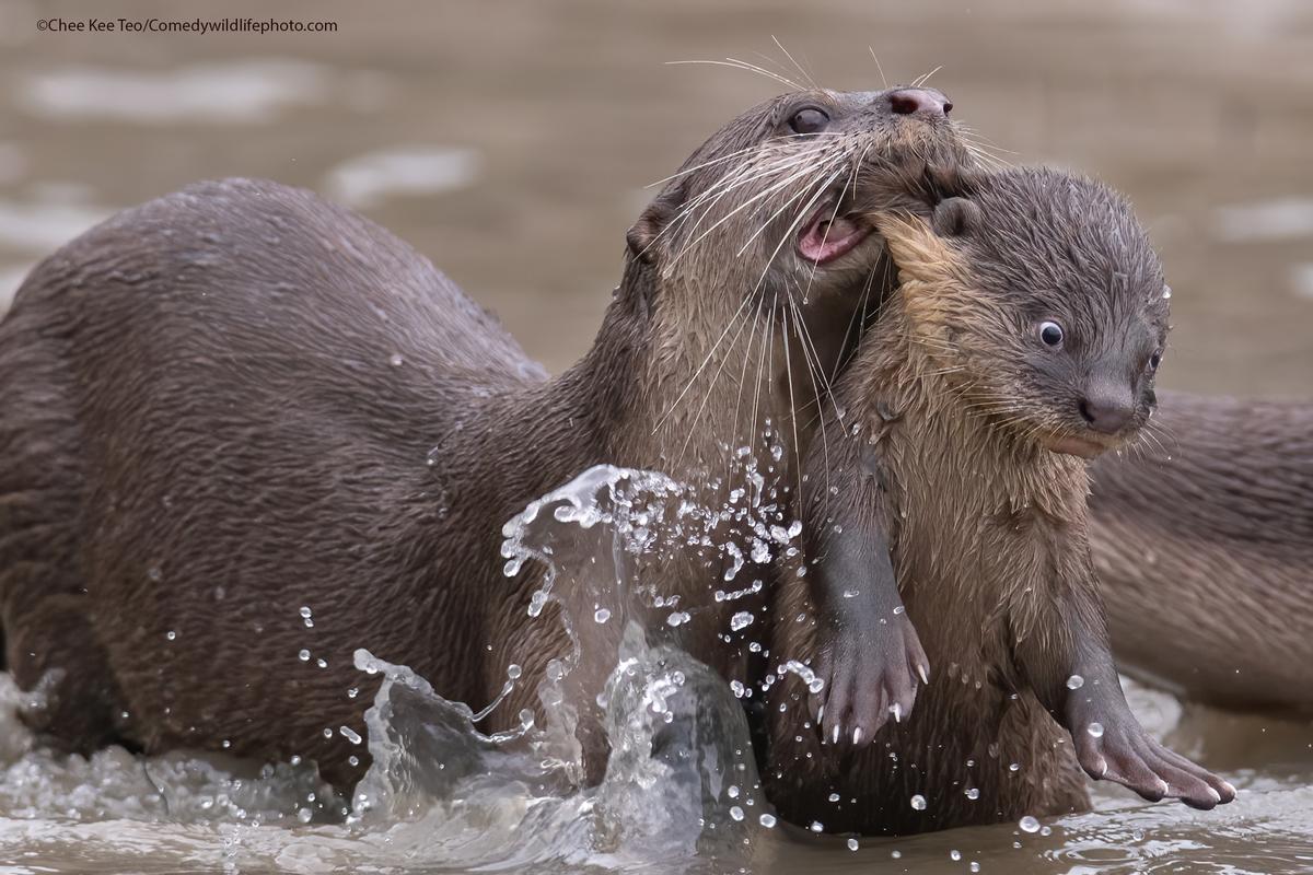 "Time for School" by Chee Kee Teo. A smooth-coated otter "bit" its baby otter to bring it back to and fro for a swimming lesson. (Courtesy of Chee Kee Teo/<a href="https://www.facebook.com/comedywildlifephotoawards">Comedy Wildlife PhotographyAwards 2021</a>)