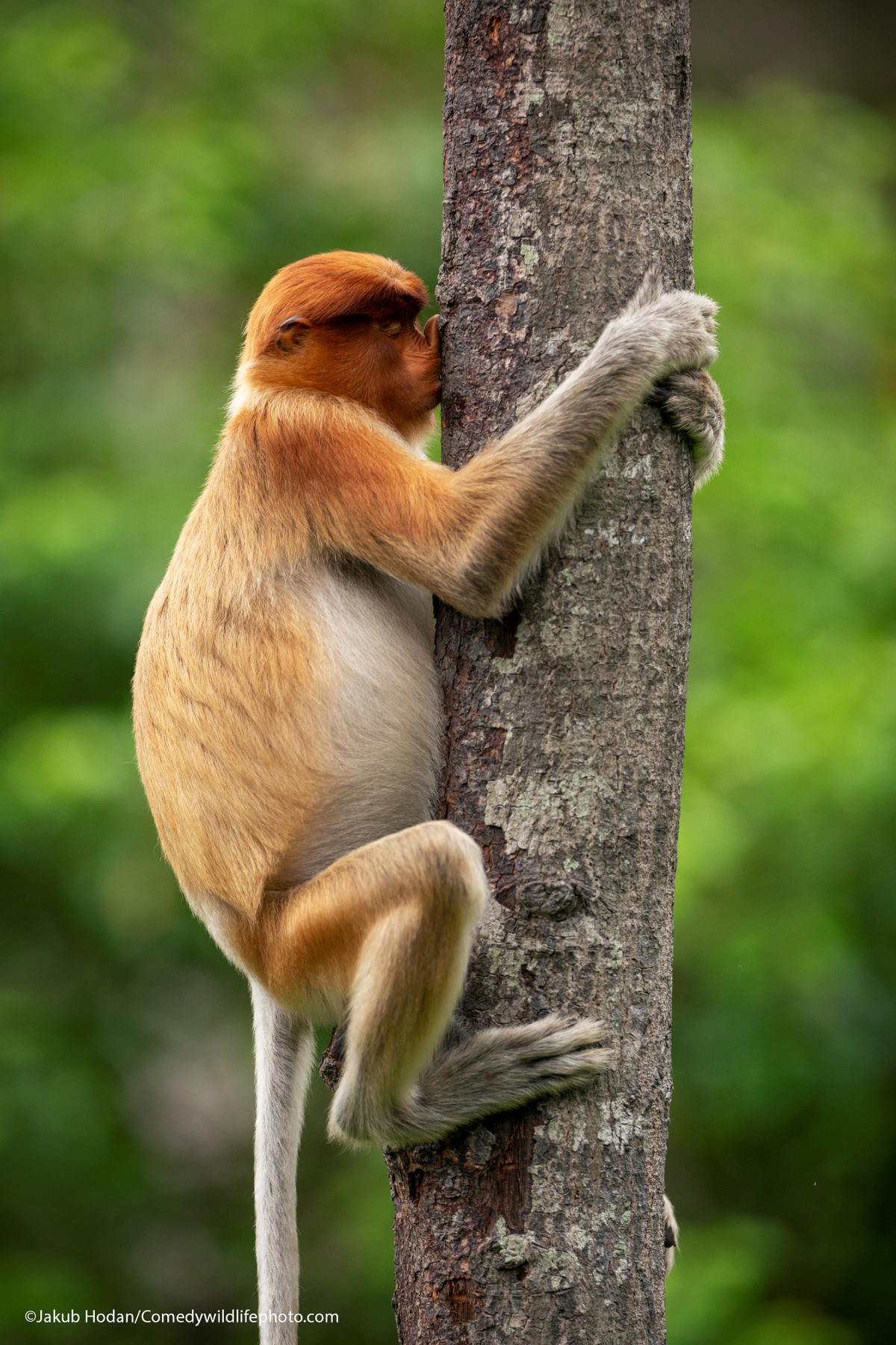 "Treehugger" by Jakub Hodan. This proboscis monkey could be just scratching its nose on the rough bark, or it could be kissing it. Trees play a big role in the lives of monkeys. Who are we to judge? (Courtesy of Jakub Hodan/<a href="https://www.facebook.com/comedywildlifephotoawards">Comedy Wildlife PhotographyAwards 2021</a>)