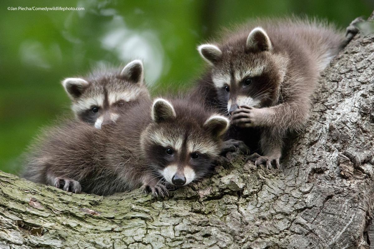 "Chinese whispers" by Jan Piecha. The little raccoon cubs are telling secrets to each other. (Courtesy of Jan Piecha/<a href="https://www.facebook.com/comedywildlifephotoawards">Comedy Wildlife PhotographyAwards 2021</a>)
