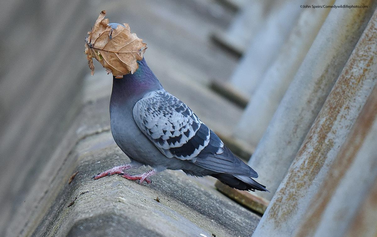 "I Guess Summer's Over" by John Speirs. "I was taking pics of pigeons in flight when this leaf landed on bird's face." (Courtesy of John Speirs/<a href="https://www.facebook.com/comedywildlifephotoawards">Comedy Wildlife PhotographyAwards 2021</a>)