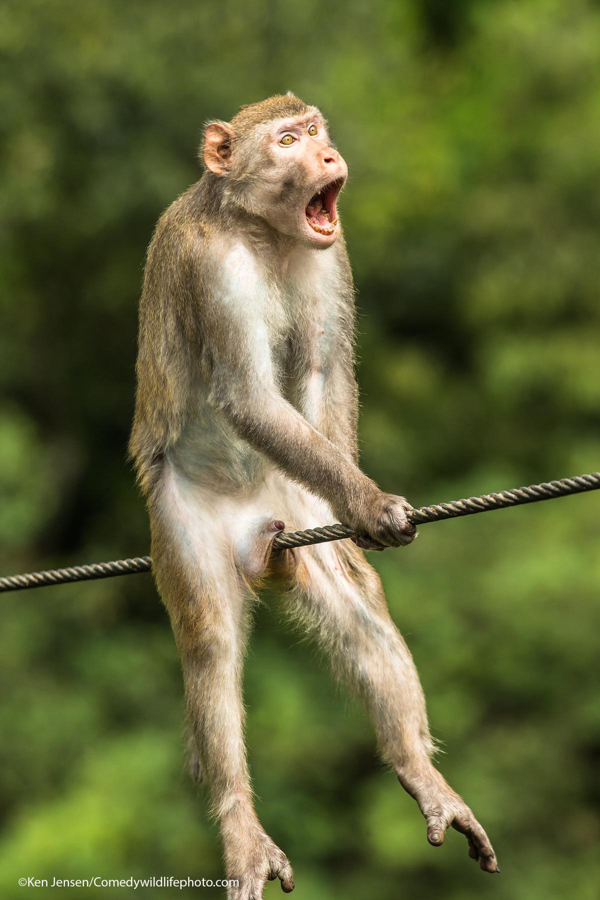 "Ouch!" by Ken Jensen. A golden silk monkey in Yunnan, China—this is actually a show of aggression. However, in the position that the monkey is in, it looks quite painful! (Courtesy of /<a href="https://www.facebook.com/comedywildlifephotoawards">Comedy Wildlife PhotographyAwards 2021</a>)