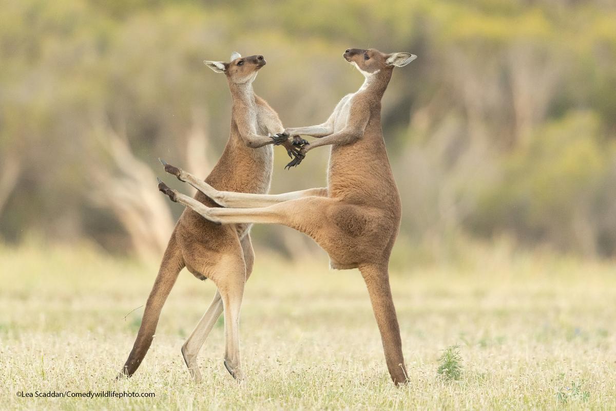 "Missed" by Lea Scaddan; Two western grey kangaroos were fighting, and one missed kicking its opponent in the stomach. (Courtesy of Lea Scaddan/<a href="https://www.facebook.com/comedywildlifephotoawards">Comedy Wildlife PhotographyAwards 2021</a>)