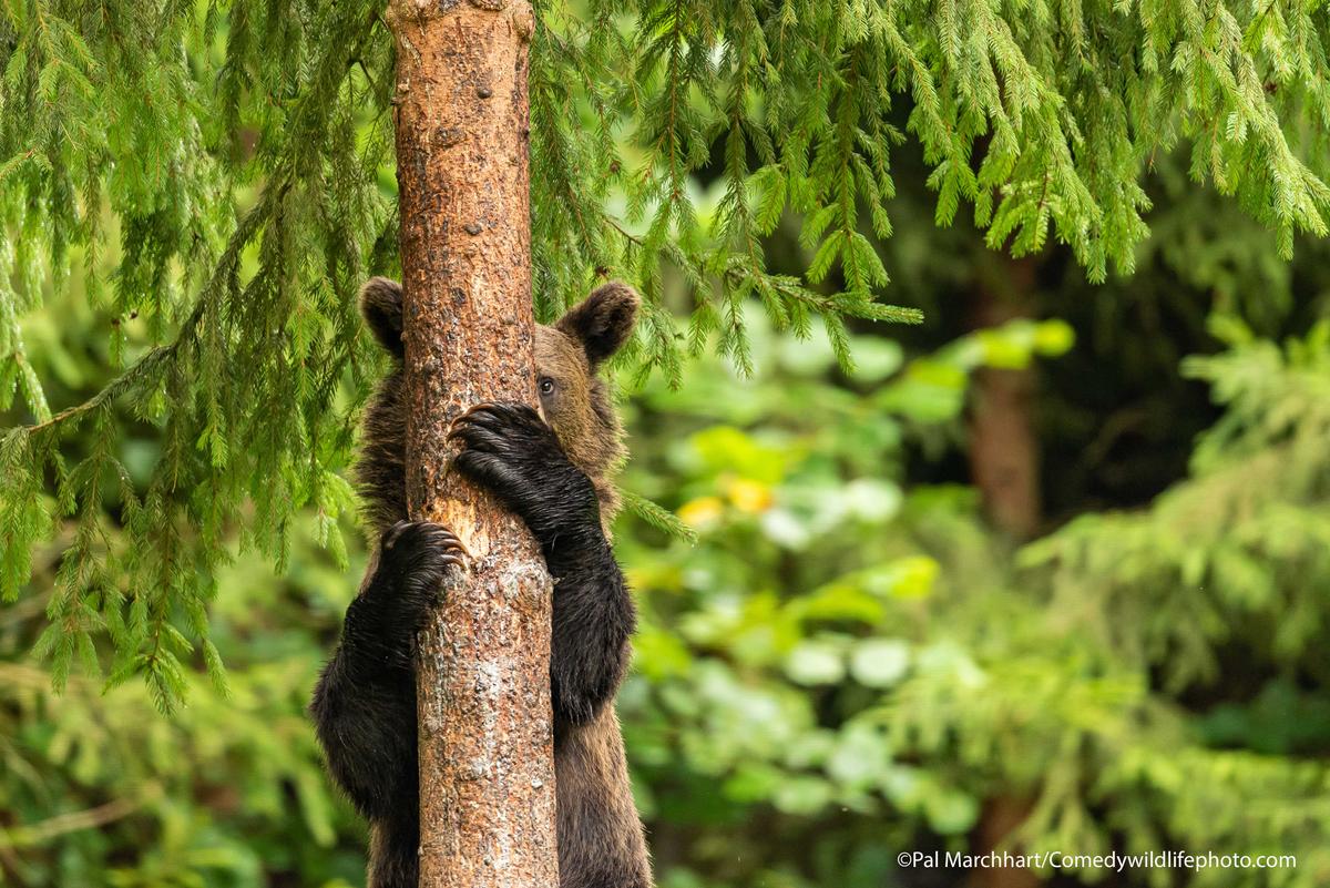 "Peekaboo" by Pal Marchhart. “A young bear descending from a tree looks like he or she is playing hide and seek.” (Courtesy of Pal Marchhart/<a href="https://www.facebook.com/comedywildlifephotoawards">Comedy Wildlife PhotographyAwards 2021</a>)