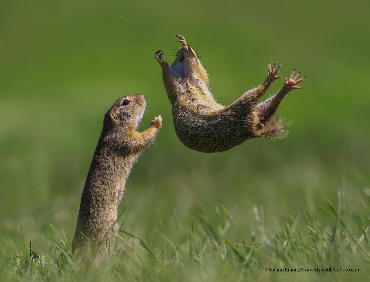 "I got you" by Roland Kranitz. “I spent my days in my usual 'gopher place,' and yet again, these funny little animals haven't belied their true nature.” (Courtesy of Roland Kranitz/<a href="https://www.facebook.com/comedywildlifephotoawards">Comedy Wildlife PhotographyAwards 2021</a>)