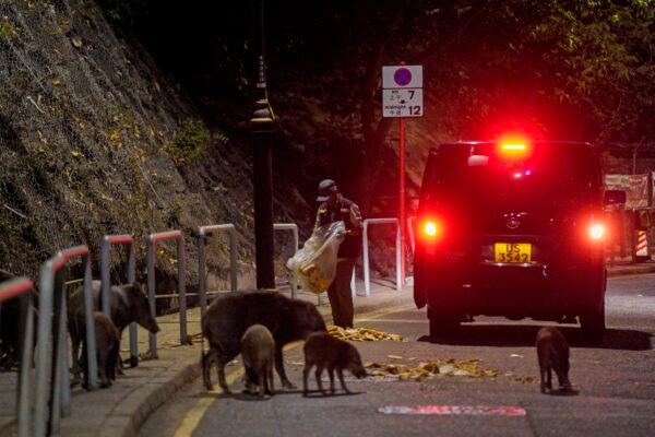 Wild boars eat bread as baits fed by officers from the Agriculture, Fisheries, and Conservation Department in Hong Kong on Nov. 17, 2021. (Lam Chun Tung/The Initium Media via AP)