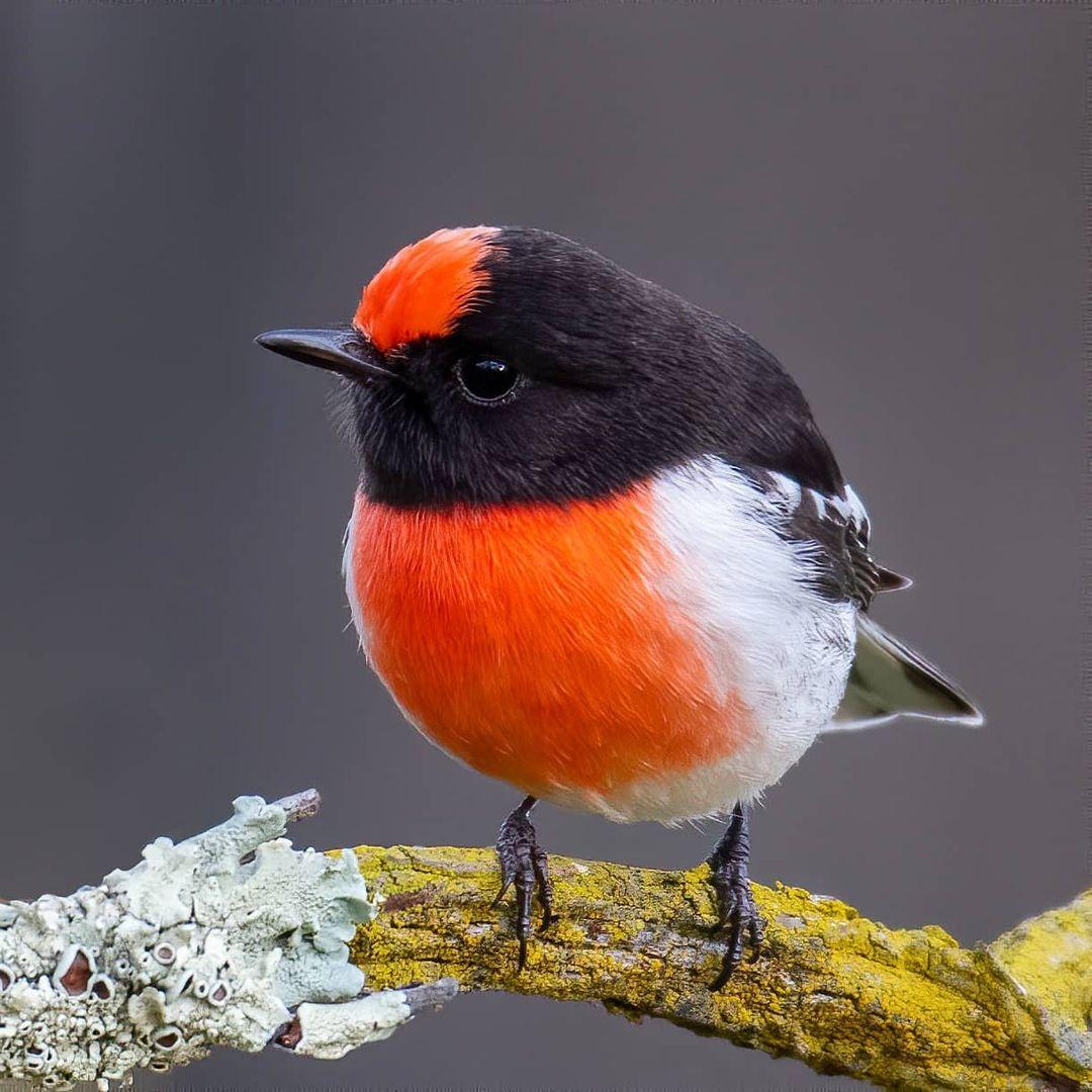 A vivid red-capped robin. (Courtesy of <a href="https://www.instagram.com/deepak_karra/">Deepak Karra</a>)