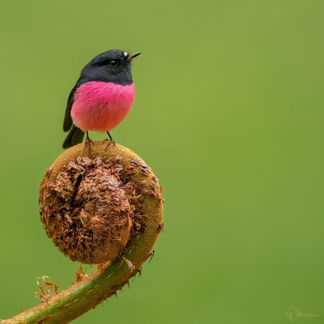 A pink robin resting on foliage. (Courtesy of <a href="https://www.instagram.com/deepak_karra/">Deepak Karra</a>)