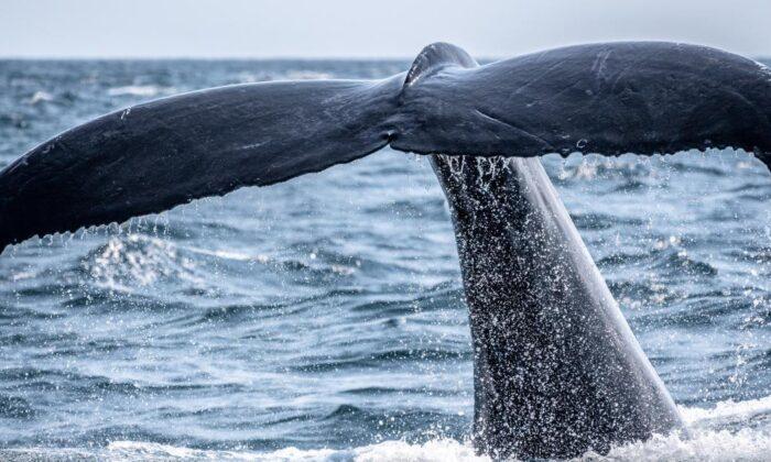 Whales Love Shiba Inu: Top 1,000 Ethereum Wallets Hold $2.36 Billion SHIB