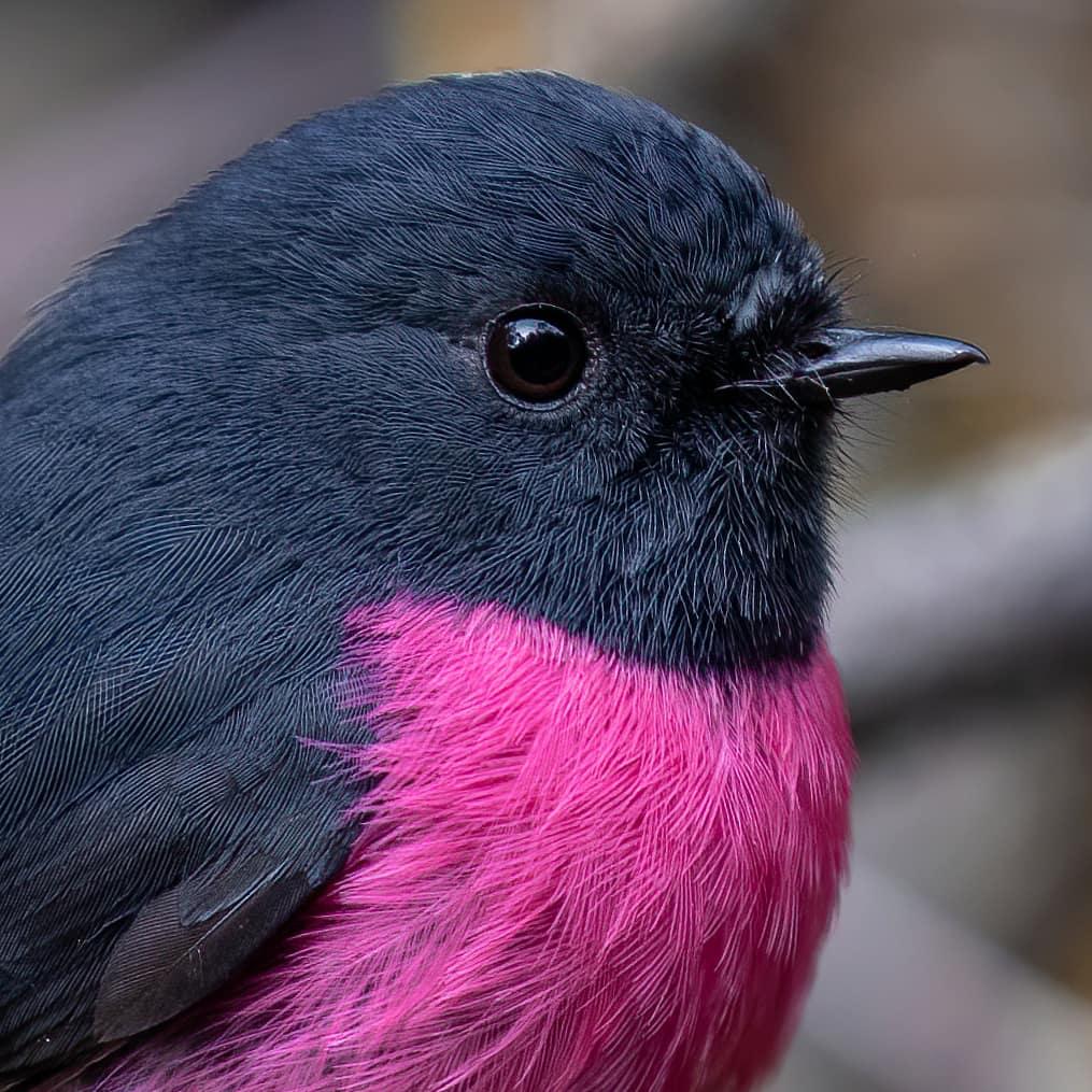 Detail shot of a pink robin. (Courtesy of <a href="https://www.instagram.com/deepak_karra/">Deepak Karra</a>)