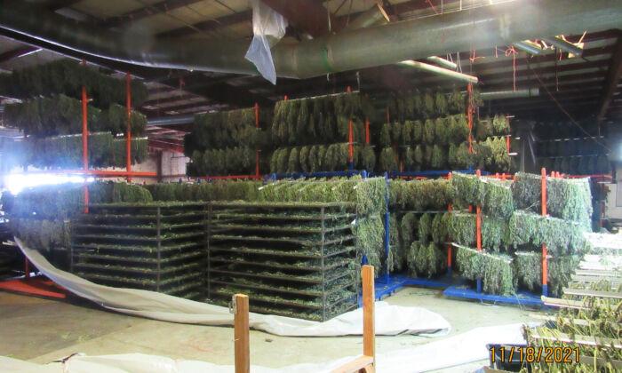 250 Tons of Illegal Marijuana Seized From Cartel Grow Operation in Oregon