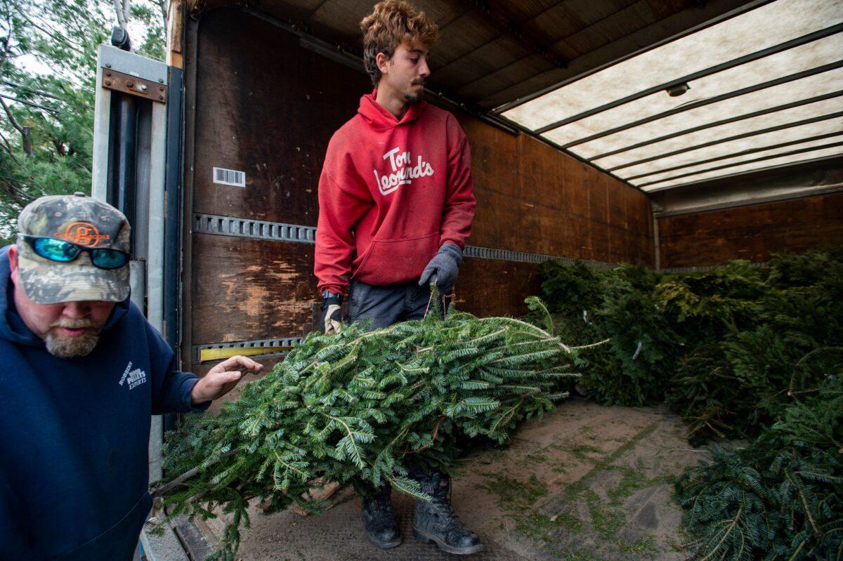 Nick Ferrari loads an order of wreaths and trees into a box truck at North Pole Xmas Trees in Nashua, N.H., on Nov. 21, 2021. (JOSEPH PREZIOSO/AFP via Getty Images)