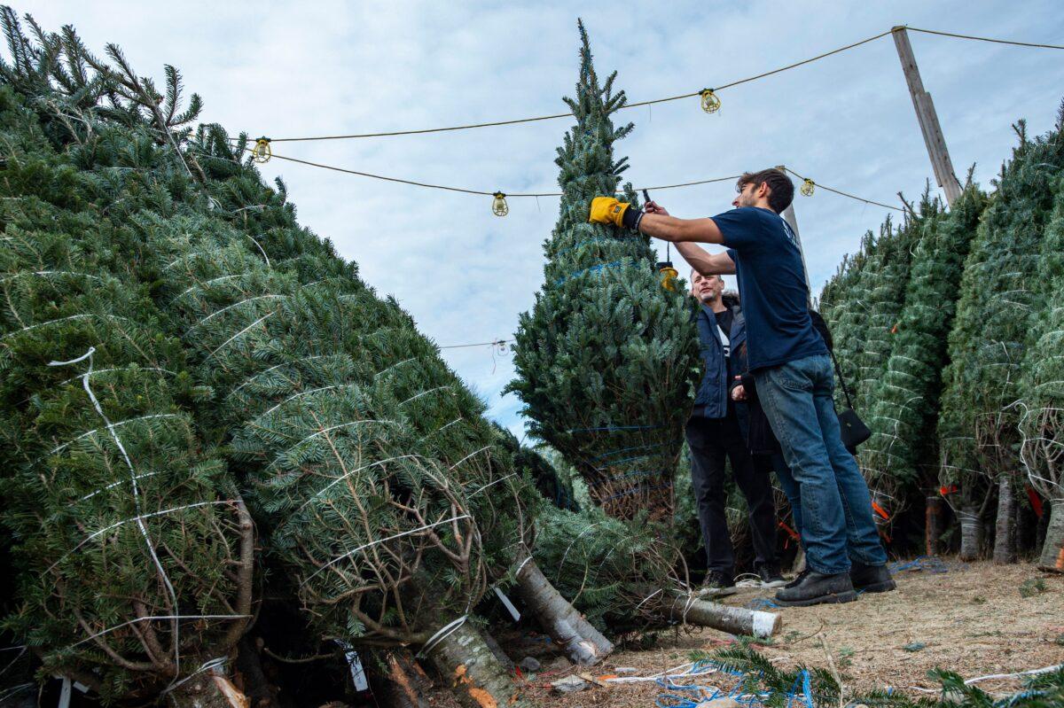 Marko Novcic, 23, helps a couple pick out a Christmas tree at North Pole Xmas Trees in Nashua, N.H., on Nov. 21, 2021. (JOSEPH PREZIOSO/AFP via Getty Images)