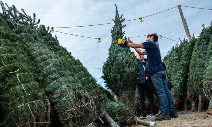 Christmas Trees Will Cost Up To 30 Percent More This Year